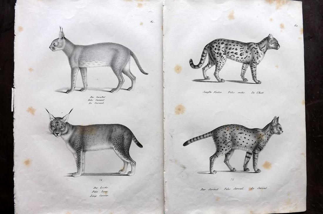 Schinz & Brodtmann 1827 Pair of Prints. Big Cats: Folio Lithograph Published Zurich 1827 for "Naturhistorische Abbildungen der Saeugethiere" by Heinrich Rudolph Schinz. Lithographed by Karl Joseph Brodtmann. Paper Size: 13 x 9.5 inch (33 x 24cm) Some