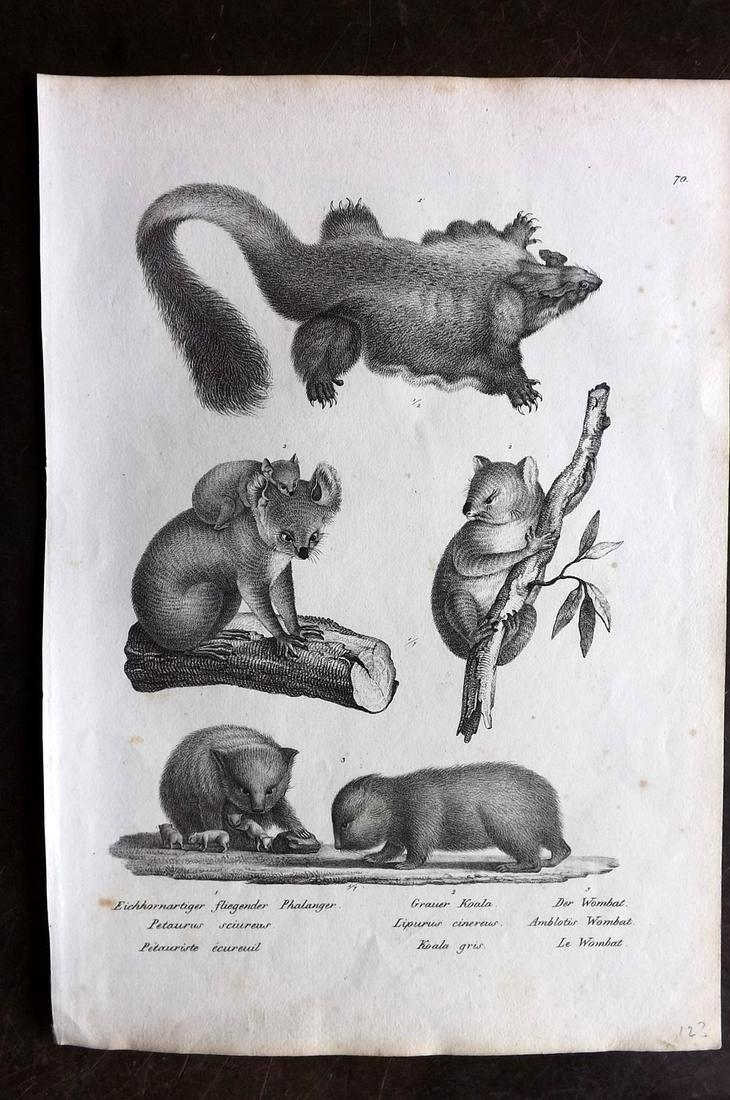 Schinz & Brodtmann 1827 Print. Koala etc. Australia: Folio Lithograph Published Zurich 1827 for "Naturhistorische Abbildungen der Saeugethiere" by Heinrich Rudolph Schinz. Lithographed by Karl Joseph Brodtmann. Paper Size: 13 x 9.5 inch (33 x 24cm) Very