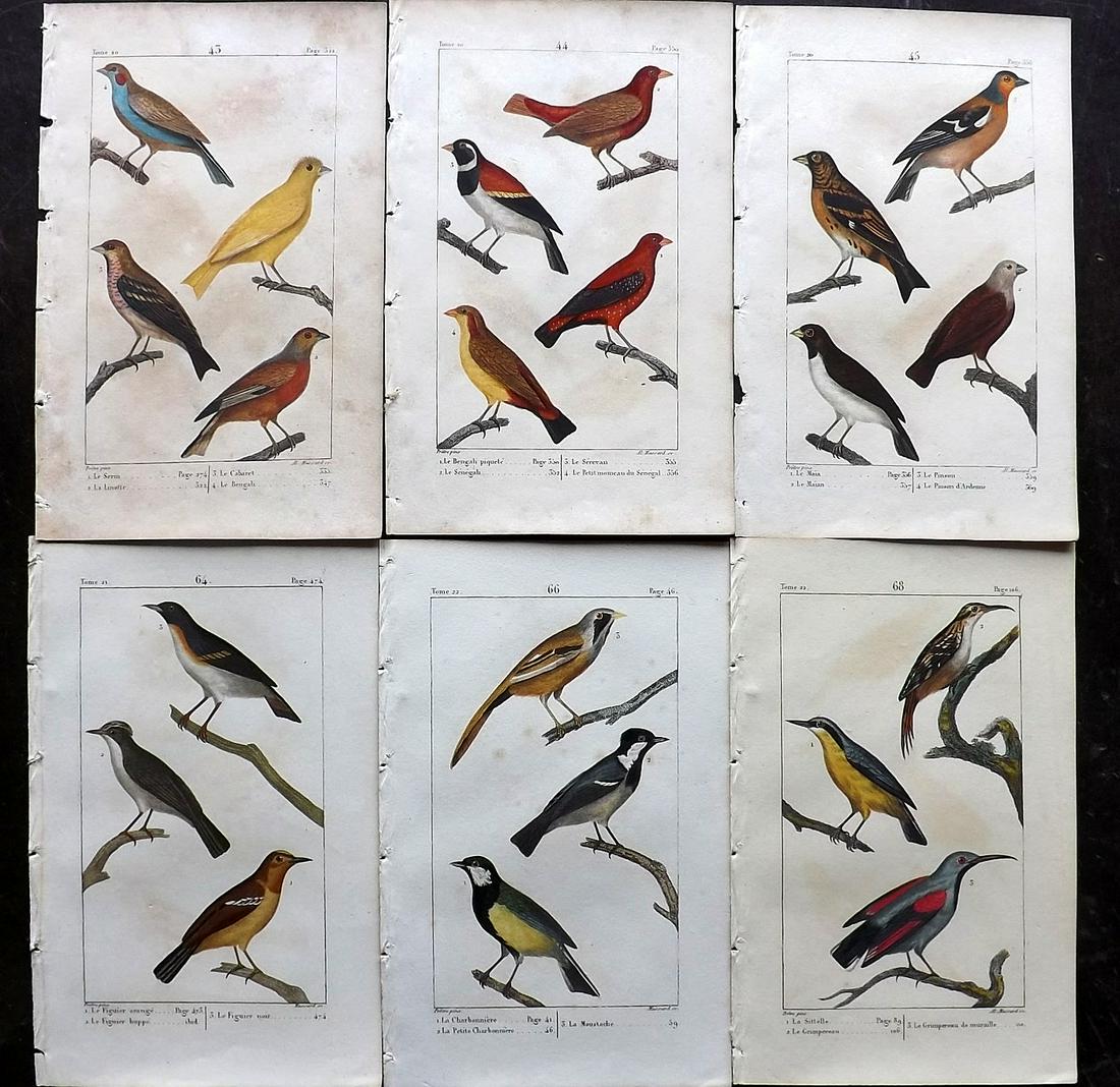 Buffon & Lacepede 1820 Lot of 6 HCol Bird Prints (1 of 2)