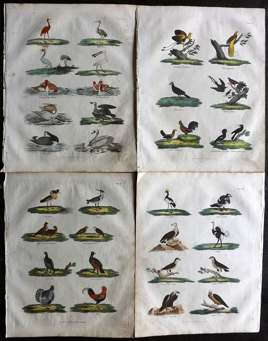 Buffon & Smellie C1821 Lot of 4 Hand Col Bird Prints: Showing multiple birds incl Flamingo, Hummingbirds, Birds of Paradise etc. Hand Colored Copper Plate Published C1821 by Thomas Kelly, London for "A Natural History, General and Particular..." by The C