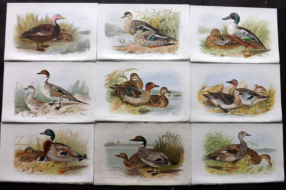 Finn, Frank 1915 Lot of 9 Antique Indian Bird Prints (1 of 2)