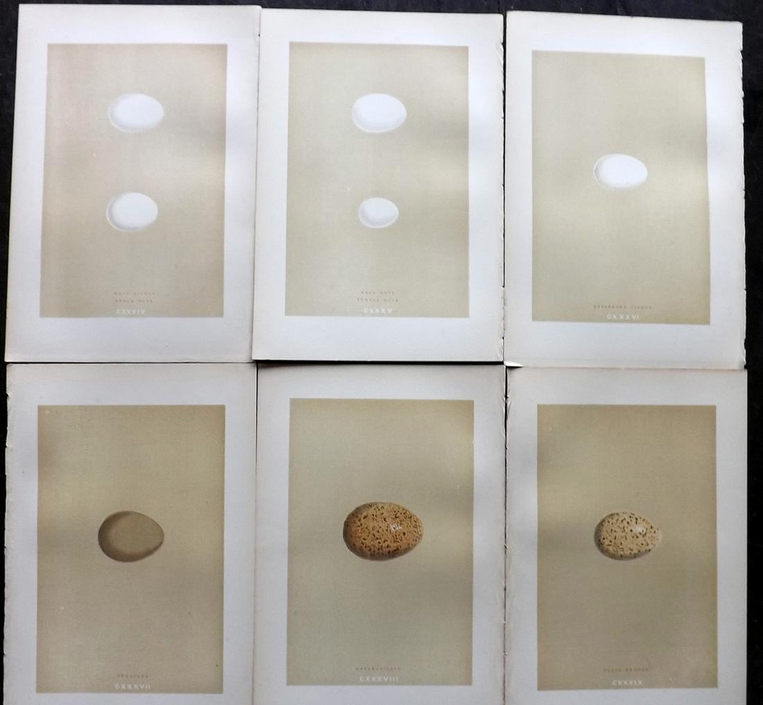 Morris, Francis 1896 Lot of 6 Antique Bird Egg Prints: Woodblocks Published 1896 by John C. Nimmo, London for "A Natural History of the Nests and Eggs of British Birds" By the Rev. Francis Orpen Morris, printed Benjamin Fawcett. Printed in colours and fin
