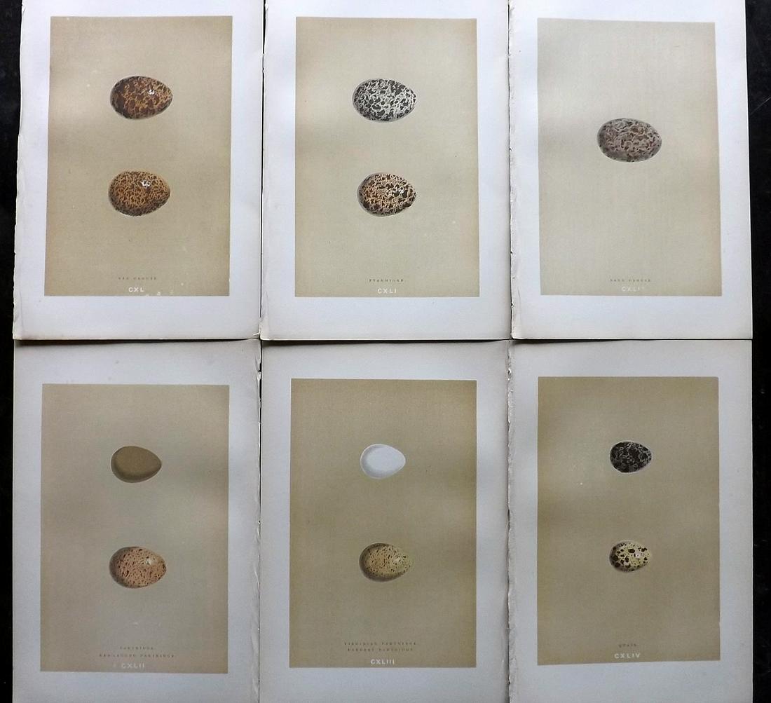 Morris, Francis 1896 Lot of 6 Antique Bird Egg Prints: Woodblocks Published 1896 by John C. Nimmo, London for "A Natural History of the Nests and Eggs of British Birds" By the Rev. Francis Orpen Morris, printed Benjamin Fawcett. Printed in colours and fin