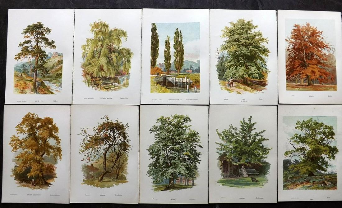 Boulger, George 1888 Lot of 10 Tree Prints. 1st Ed. (1 of 2)