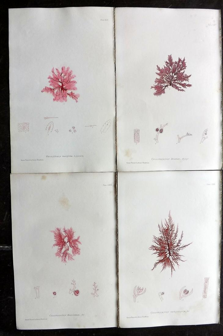 Bradbury, Henry 1859 Lot of 4 Red Seaweed Prints: Nature Printed Electrotypes Published 1859, by Henry Bradbury, London for "The Nature-Printed British Sea-Weeds" by William Grosart Johnstone and Alexander Croall. Paper Size: 9.5 x 6 inch (24 x 15cm)