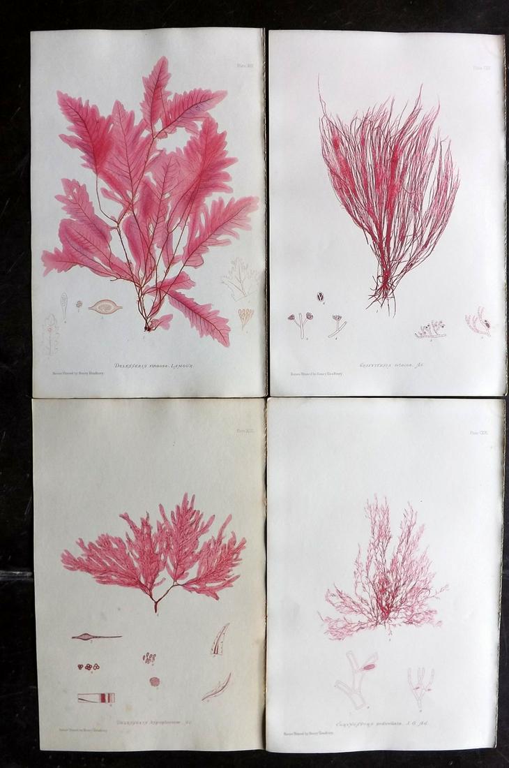 Bradbury, Henry 1859 Lot of 4 Red Seaweed Prints: Nature Printed Electrotypes Published 1859, by Henry Bradbury, London for "The Nature-Printed British Sea-Weeds" by William Grosart Johnstone and Alexander Croall. Paper Size: 9.5 x 6 inch (24 x 15cm)