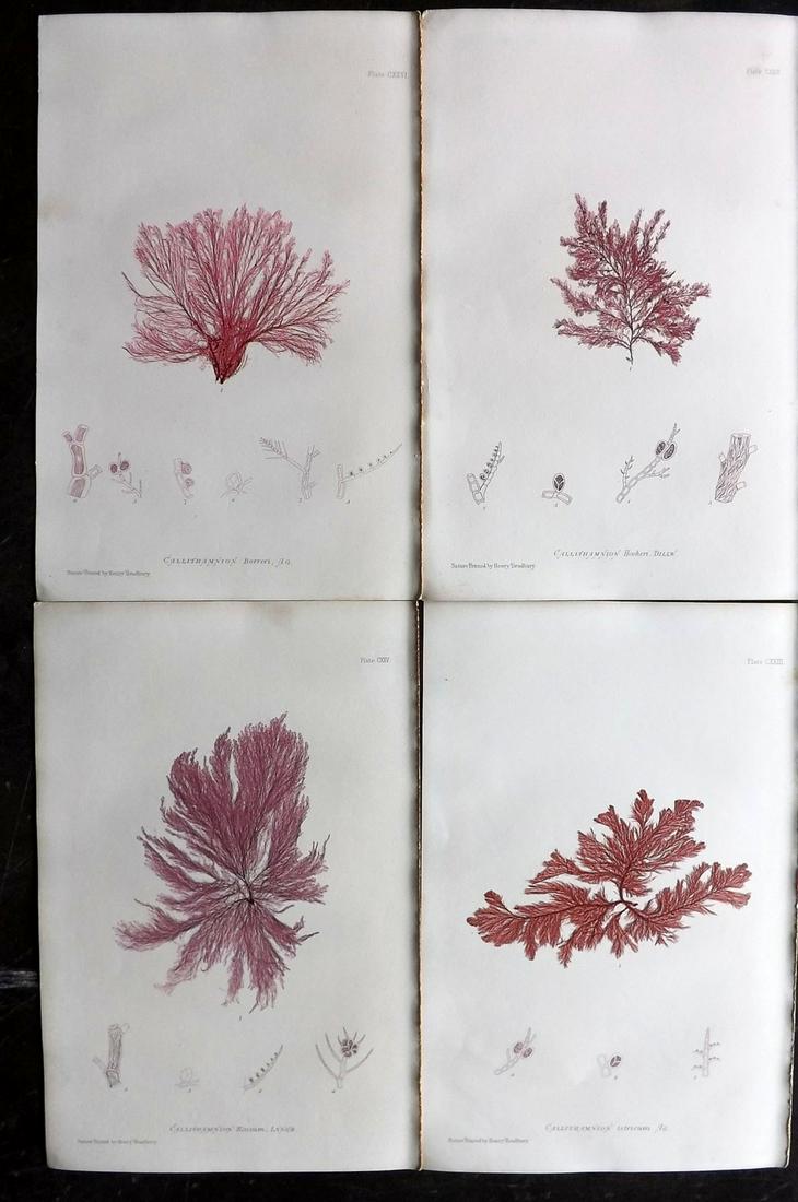 Bradbury, Henry 1859 Lot of 4 Red Seaweed Prints: Nature Printed Electrotypes Published 1859, by Henry Bradbury, London for "The Nature-Printed British Sea-Weeds" by William Grosart Johnstone and Alexander Croall. Paper Size: 9.5 x 6 inch (24 x 15cm)