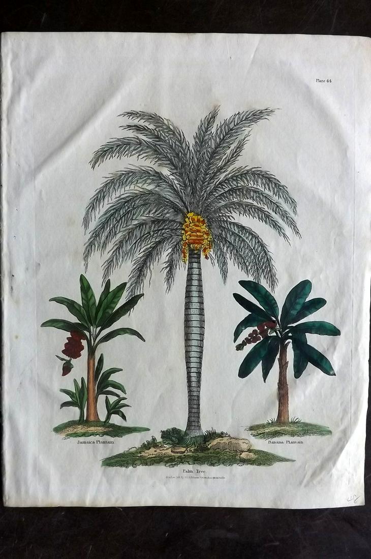 Buffon & Smellie C1821 Hand Col Print. Palm Tree (1 of 2)
