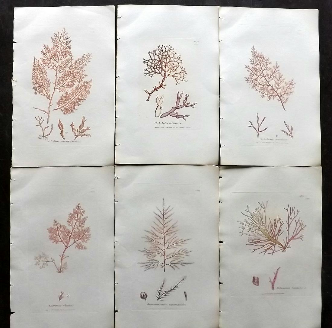 Sowerby, James 1846 Lot of 6 Hand Col Seaweed Prints (1 of 2)