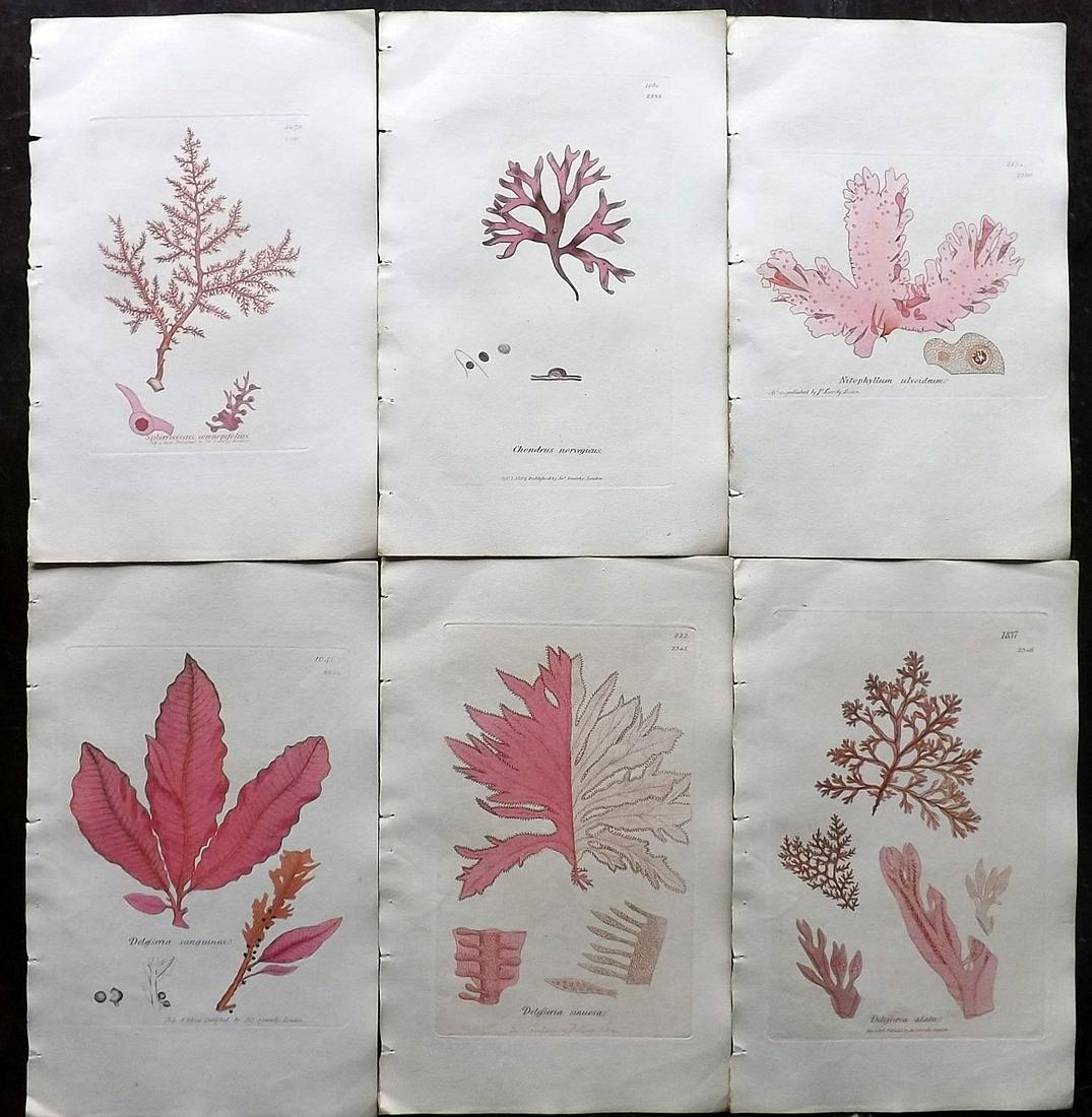 Sowerby, James 1846 Lot of 6 Hand Col Seaweed Prints (1 of 2)