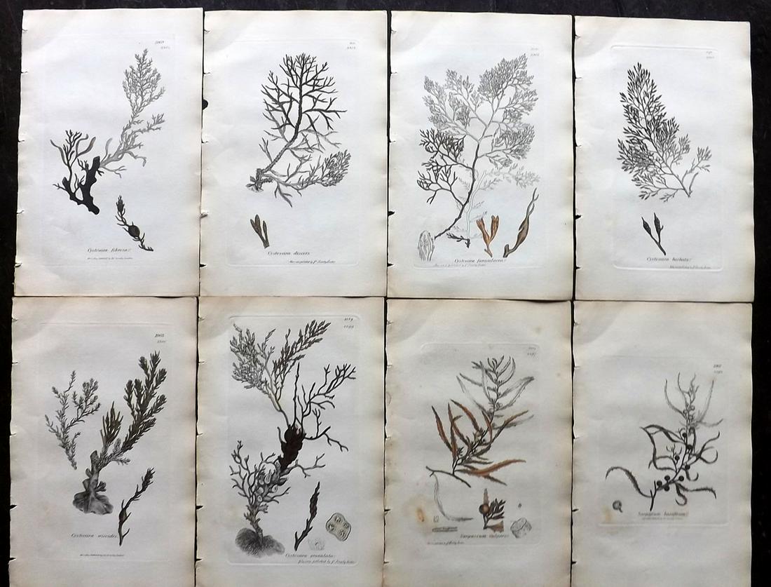 Sowerby, James 1846 Lot of 8 Part HCol Seaweed Prints: Partial Hand Coloured Etchings only (as issued) Published London, 1832-46 for "English Botany; or, Coloured Figures of British Plants…" Second Edition by James Sowerby and Edward Smith. Paper Size: 
