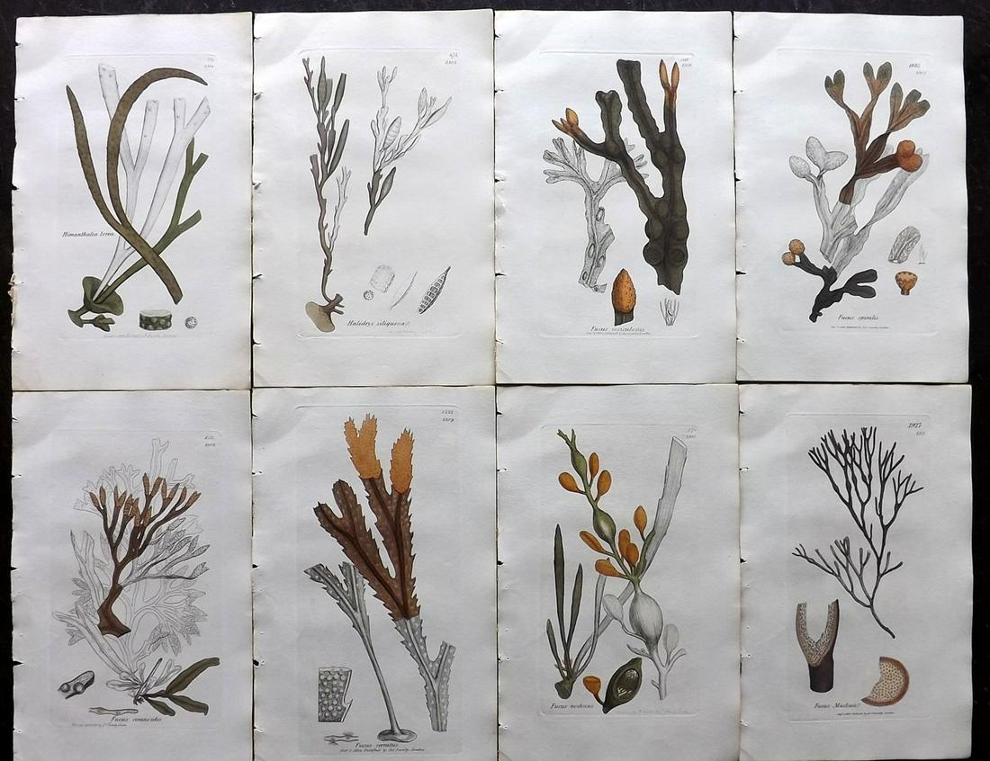 Sowerby, James 1846 Lot of 8 Part HCol Seaweed Prints: Partial Hand Coloured Etchings only (as issued) Published London, 1832-46 for "English Botany; or, Coloured Figures of British Plants…" Second Edition by James Sowerby and Edward Smith. Paper Size: 
