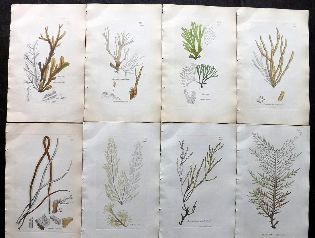 Sowerby, James 1846 Lot of 8 Part HCol Seaweed Prints: Partial Hand Coloured Etchings only (as issued) Published London, 1832-46 for "English Botany; or, Coloured Figures of British Plants…" Second Edition by James Sowerby and Edward Smith. Paper Size: 