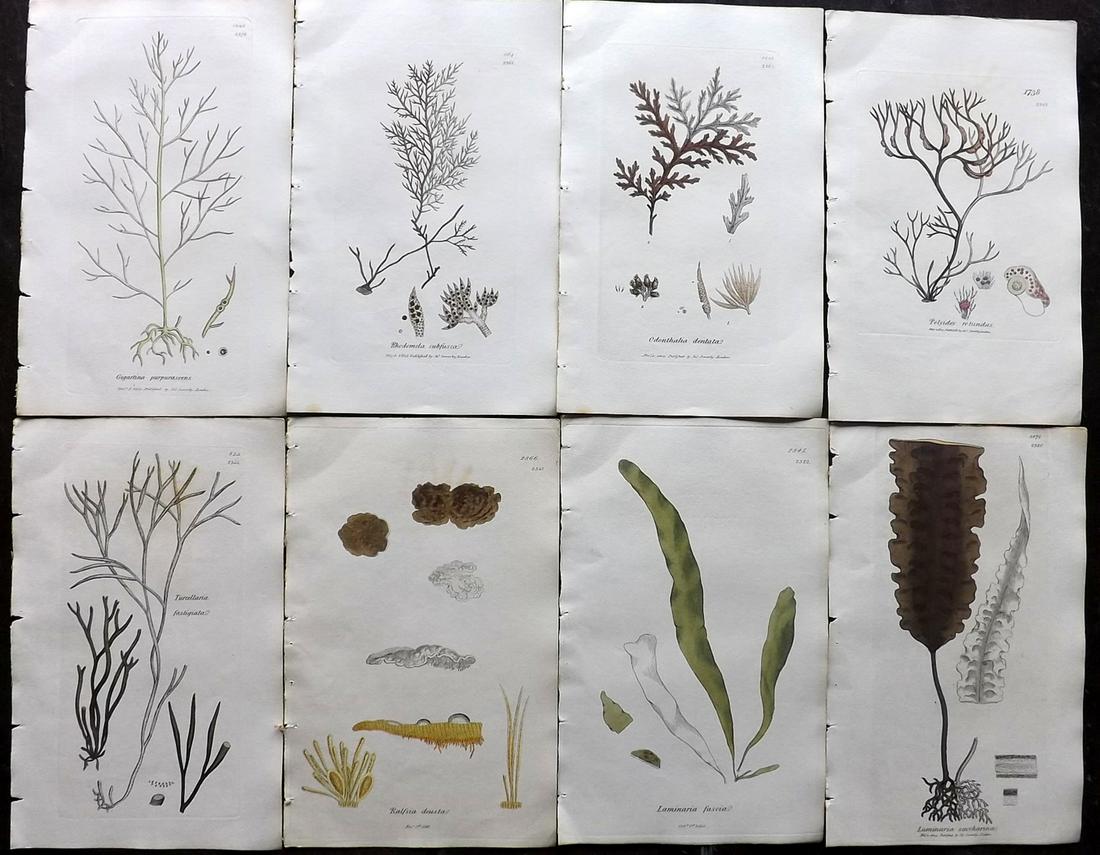 Sowerby, James 1846 Lot of 8 Part HCol Seaweed Prints: Partial Hand Coloured Etchings only (as issued) Published London, 1832-46 for "English Botany; or, Coloured Figures of British Plants…" Second Edition by James Sowerby and Edward Smith. Paper Size: 