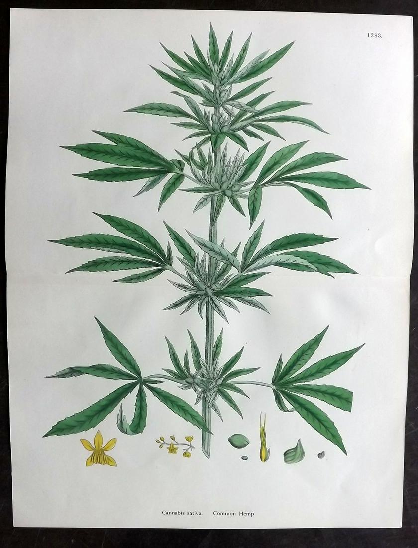 Sowerby, James 1902 Hand Col Print. Cannabis Sativa (1 of 2)