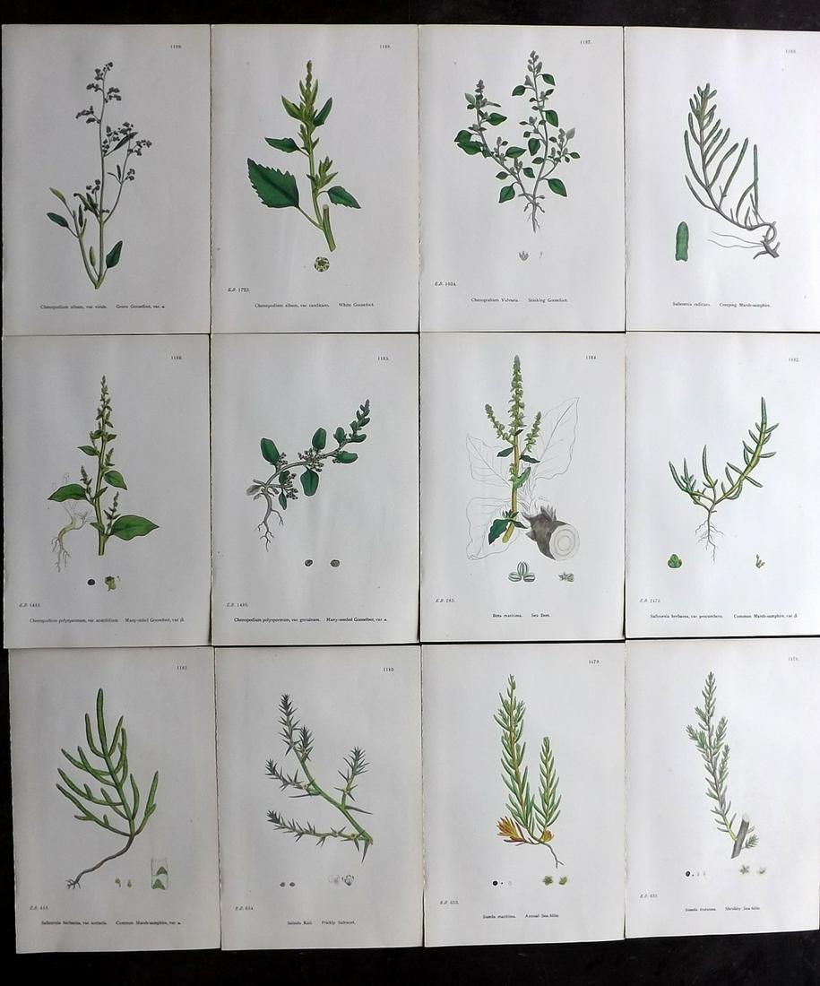 Sowerby, James 1902 Lot of 12 Hand Col Botanical Prints (1 of 2)