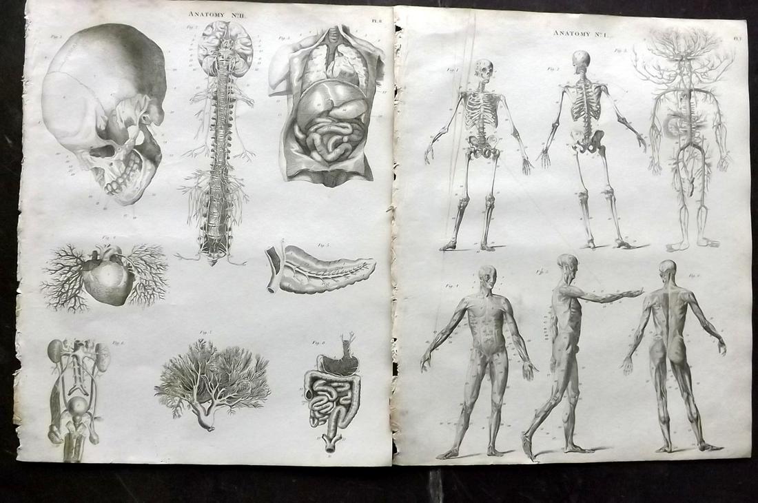 Crabb, George 1823 Pair of Anatomy Prints. Skeleton etc (1 of 2)