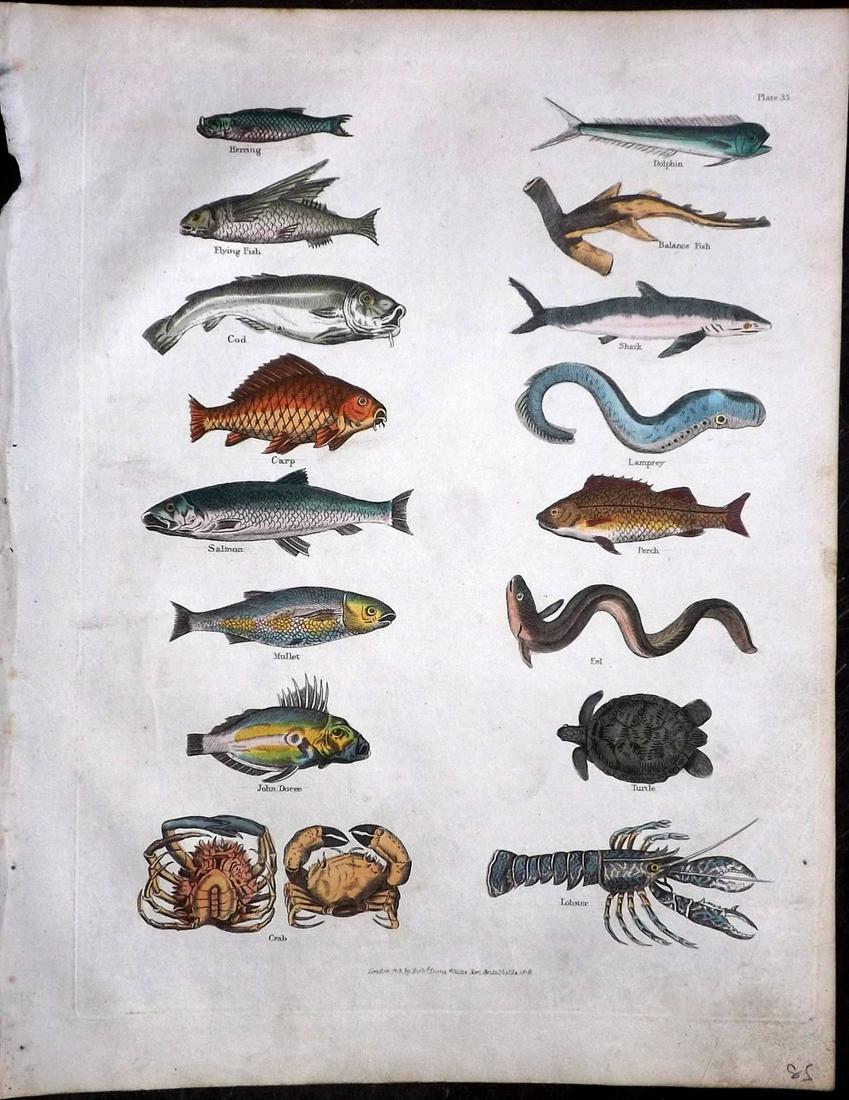 Buffon & Smellie C1821 HCol Print. Fish, Crabs, Lobster: Hand Colored Copper Plate Published C1821 by Thomas Kelly, London for "A Natural History, General and Particular..." by The Comte de Buffon and William Smellie. Paper Size: 10 x 8 inch (26 x 21cm) Min