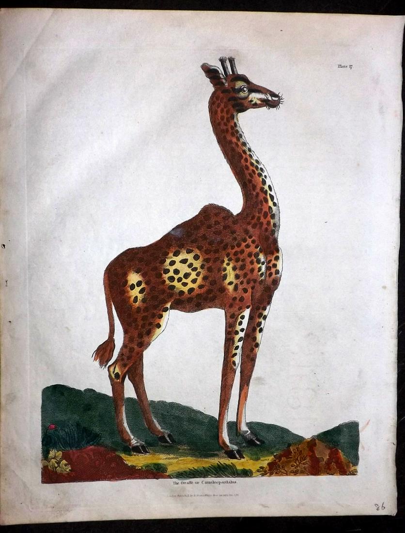 Buffon & Smellie C1821 HCol Print. The Giraffe: Hand Colored Copper Plate Published C1821 by Thomas Kelly, London for "A Natural History, General and Particular..." by The Comte de Buffon and William Smellie. Paper Size: 10 x 8 inch (26 x 21cm) Ver