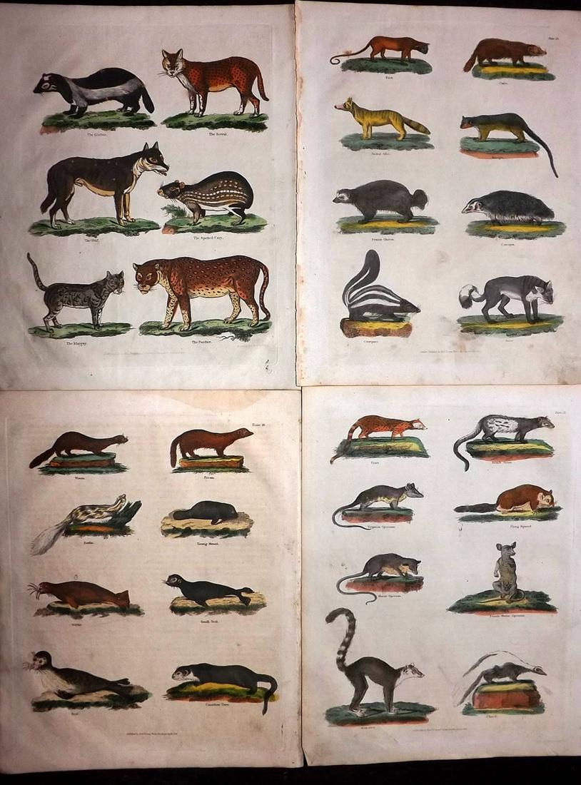 Buffon & Smellie C1821 Lot of 4 Hand Col Mammal Prints: Hand Colored Copper Plate Published C1821 by Thomas Kelly, London for "A Natural History, General and Particular..." by The Comte de Buffon and William Smellie. Paper Size: 10 x 8 inch (26 x 21cm) Min