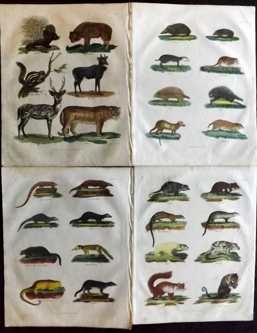 Buffon & Smellie C1821 Lot of 4 Hand Col Mammal Prints: Hand Colored Copper Plate Published C1821 by Thomas Kelly, London for "A Natural History, General and Particular..." by The Comte de Buffon and William Smellie. Paper Size: 10 x 8 inch (26 x 21cm) Min