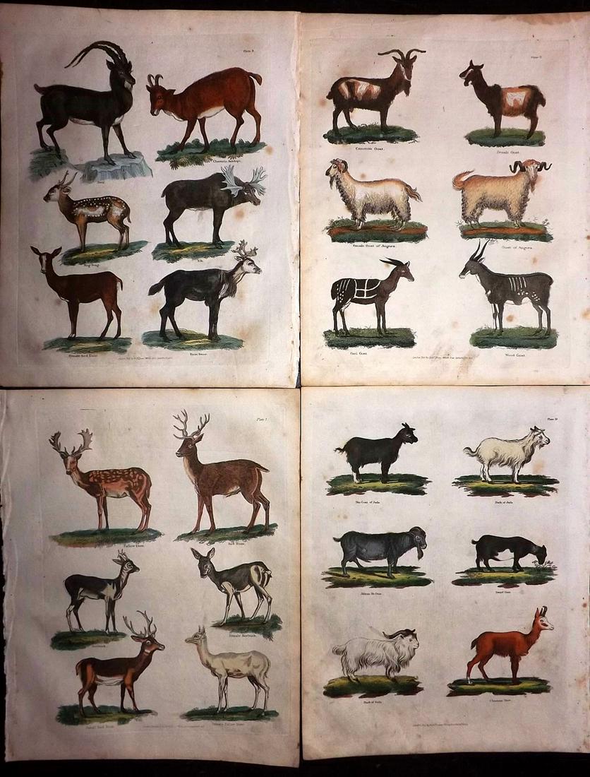 Buffon & Smellie C1821 Lot of 4 Hand Col Mammal Prints: Hand Colored Copper Plate Published C1821 by Thomas Kelly, London for "A Natural History, General and Particular..." by The Comte de Buffon and William Smellie. Paper Size: 10 x 8 inch (26 x 21cm) Min