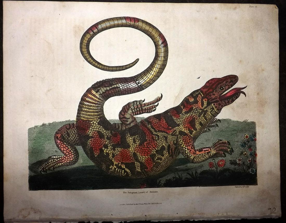 Buffon, Smellie & Maria Merian C1821 HC Surinam Lizard: "The Safeguard Lizard of Surinam" Engraved after Maria Merian's famous image. Hand Colored Copper Plate Published C1821 by Thomas Kelly, London for "A Natural History, General and Particular..." by Th