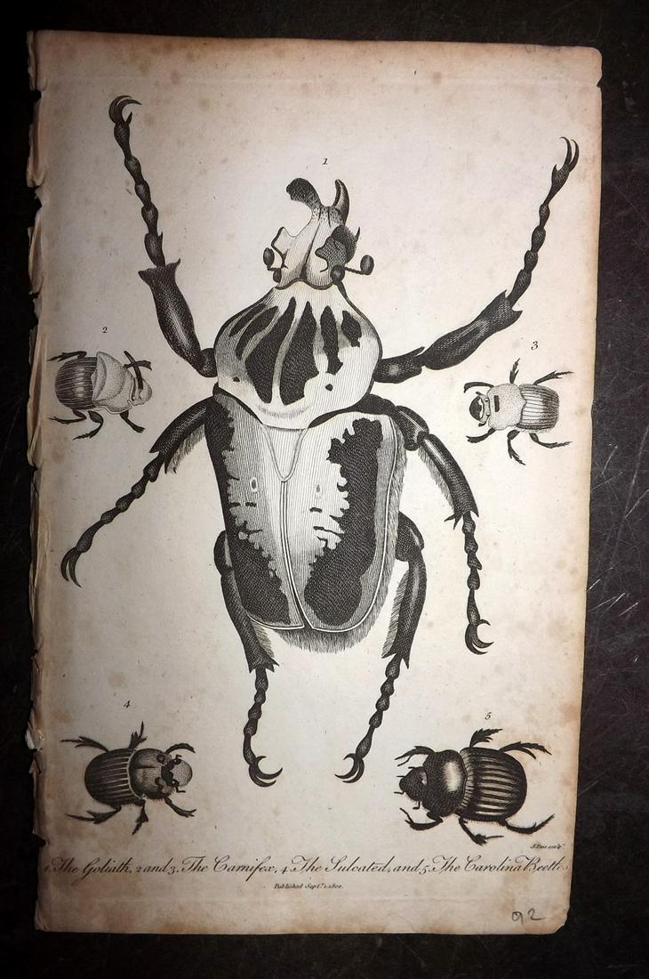 Linnaeus & Sibly 1795 Antique Print. Goliath Beetle: Copper Plate Published 1794-1810, London for "A Genuine and Universal System of Natural History" by Carl Linnaeus and Ebenezer Sibly. Illustrated after George Edwards, Bloch, Knorr, Buffon and others.