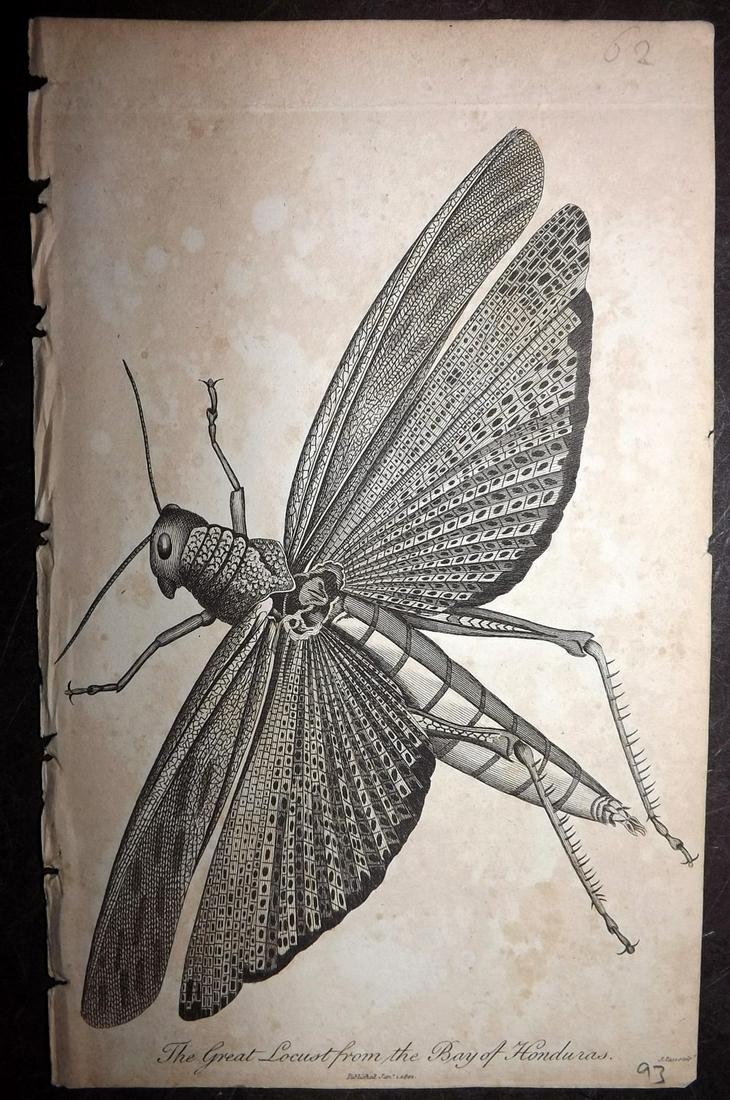 Linnaeus & Sibly 1795 Antique Print. Great Locust: From the Bay of Honduras. Copper Plate Published 1794-1810, London for "A Genuine and Universal System of Natural History" by Carl Linnaeus and Ebenezer Sibly. Illustrated after George Edwards, Bloch,