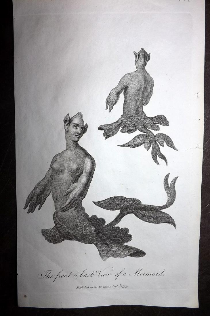 Linnaeus & Sibly 1795 Antique Print. Mermaid: Stipple Engraving Published 1794-1810, London for "A Genuine and Universal System of Natural History" by Carl Linnaeus and Ebenezer Sibly. Illustrated after George Edwards, Bloch, Knorr, Buffon and ot