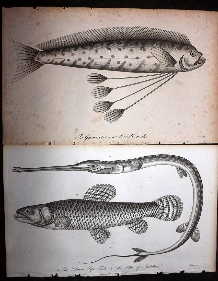 Linnaeus & Sibly 1795 Antique Print. Mysticetus or: Stipple Engraving Published 1794-1810, London for "A Genuine and Universal System of Natural History" by Carl Linnaeus and Ebenezer Sibly. Illustrated after George Edwards, Bloch, Knorr, Buffon and ot