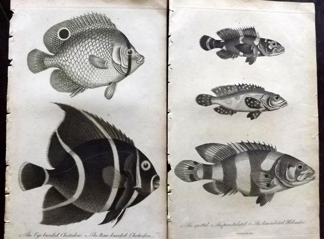 Linnaeus & Sibly 1795 Pair of Antique Fish Prints (1 of 2)