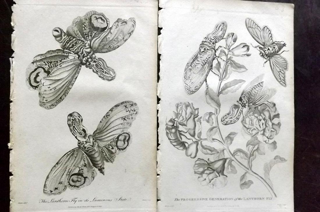 Linnaeus & Sibly 1795 Pair of Prints. Lanthorn Fly: Copper Plate Published 1794-1810, London for "A Genuine and Universal System of Natural History" by Carl Linnaeus and Ebenezer Sibly. Illustrated after George Edwards, Bloch, Knorr, Buffon and others.