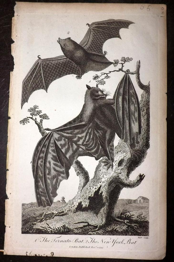 Linnaeus & Sibly 1795 Print. Ternate & New York Bat: Copper Plate Published 1794-1810, London for "A Genuine and Universal System of Natural History" by Carl Linnaeus and Ebenezer Sibly. Illustrated after George Edwards, Bloch, Knorr, Buffon and others.