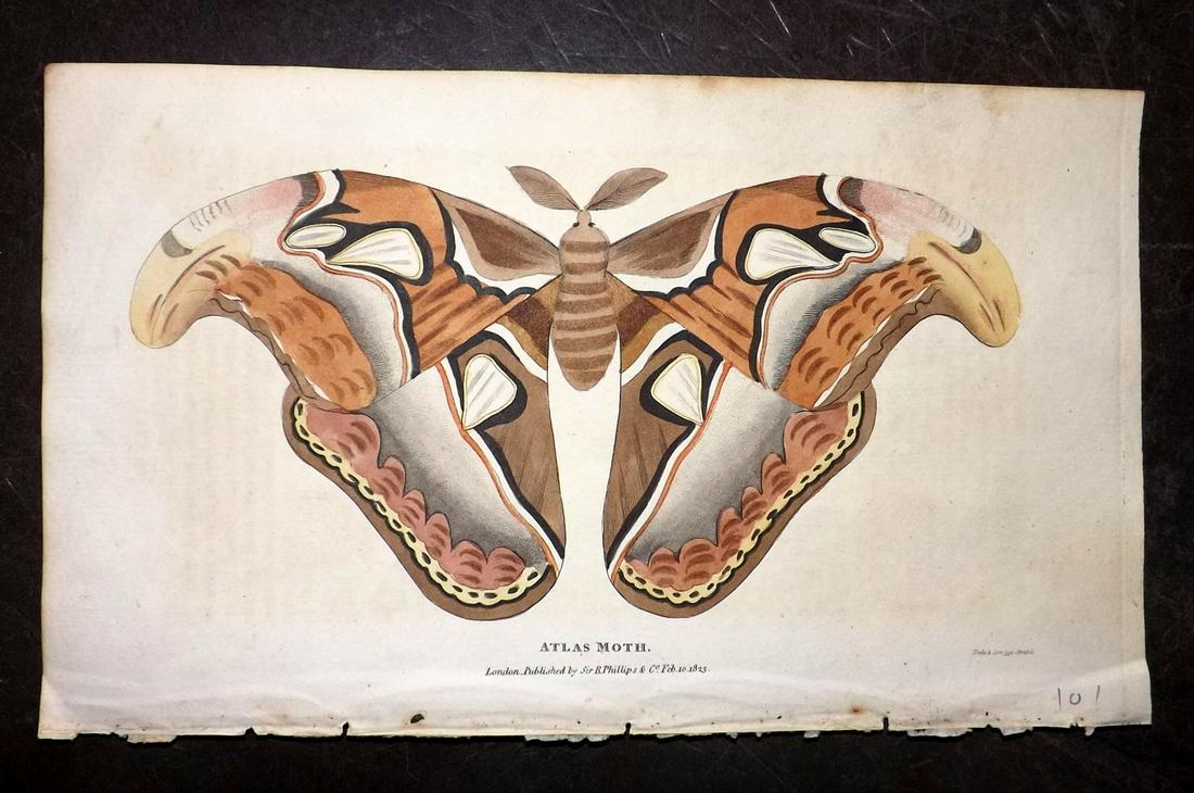 Shaw, Simeon 1823 Hand Col Print. Atlas Moth: Hand Colored Aquatint Published 1823, London for "Nature Displayed in the Heavens, and on the Earth" by Simeon Shaw. Paper Size: 8 x 4.5 inch (20 x 12cm) Very minor background toning. Good Condition
