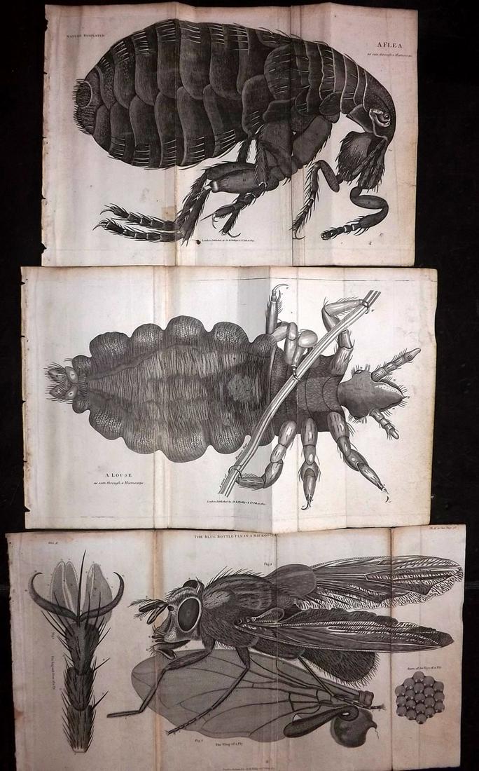 Shaw, Simeon 1823 Lot of 3 Prints. Flea, Louse, Fly: All as seen through a Microscope. Copper Plates Published 1823, London for "Nature Displayed in the Heavens, and on the Earth" by Simeon Shaw. Folds as issued. Paper Size: 10.5 x 8 inch (27 x 20cm) Mi