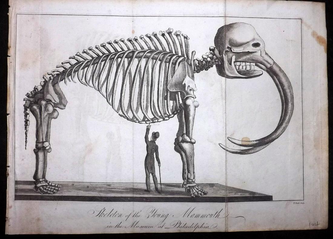 Shaw, Simeon 1823 Print. Mammoth at Philadelphia: "Skeleton of the Young Mammouth in the Museum at Philadelphia" Aquatint Published 1823, London for "Nature Displayed in the Heavens, and on the Earth" by Simeon Shaw. Folds as issued. Paper Size: 10.5