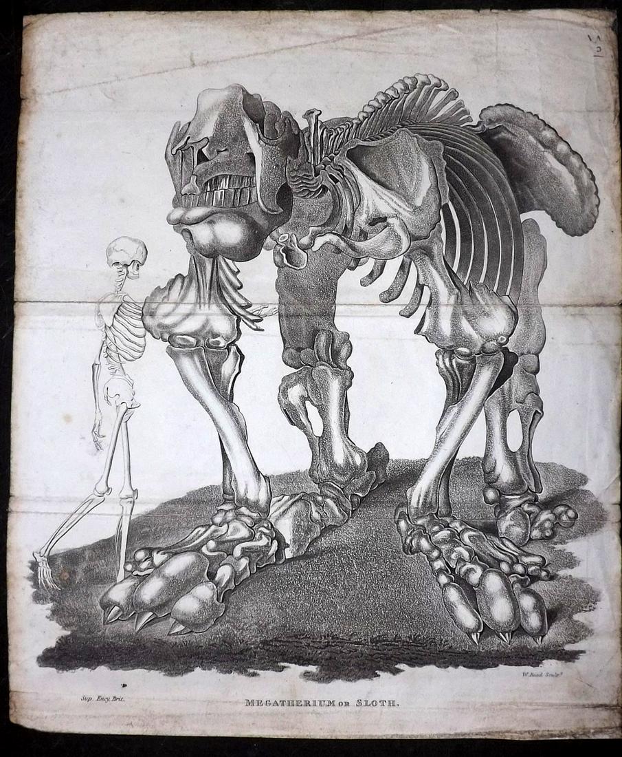 Shaw, Simeon 1823 Print. Megatherium or Sloth, Skeleton: Aquatint Published 1823, London for "Nature Displayed in the Heavens, and on the Earth" by Simeon Shaw. Folds as issued. Paper Size: 9 x 8 inch (23 x 20cm) Minor background toning and wrinkles, otherw