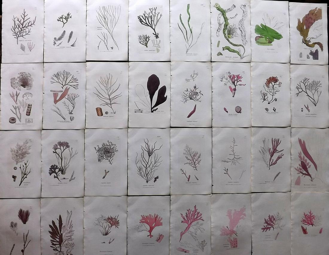 Sowerby, James 1846 Lot of 32 Part HCol Seaweed Prints: Partial Hand Coloured Etchings only (as issued) Published London, 1832-46 for "English Botany; or, Coloured Figures of British Plants…" Second Edition by James Sowerby and Edward Smith. Paper Size: 