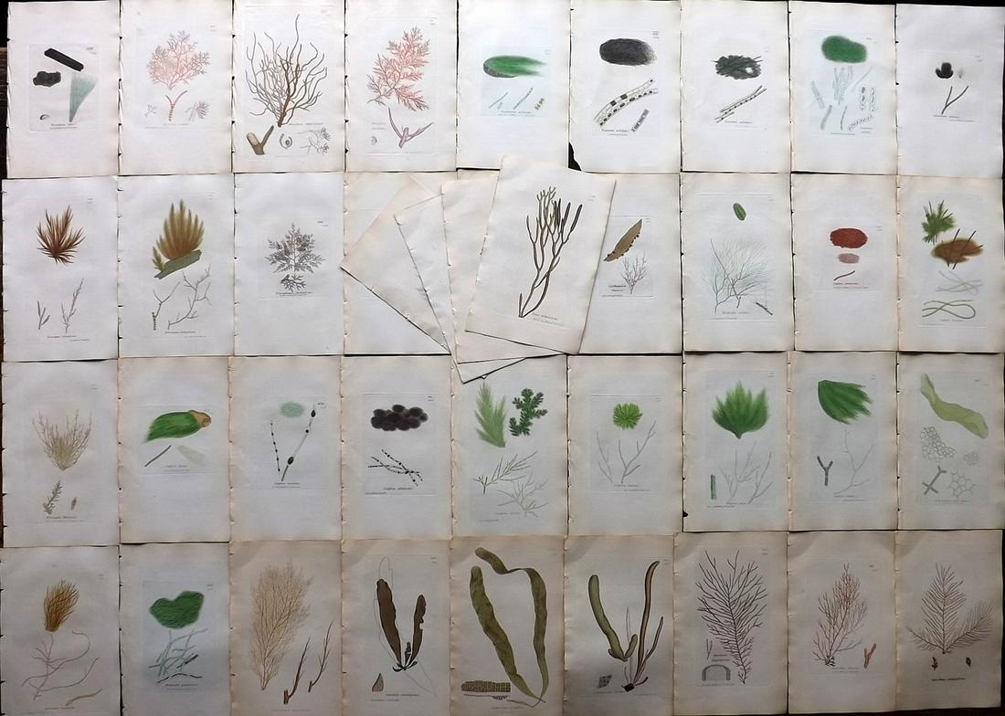 Sowerby, James 1846 Lot of 40 Hand Col Seaweed Prints (1 of 8)