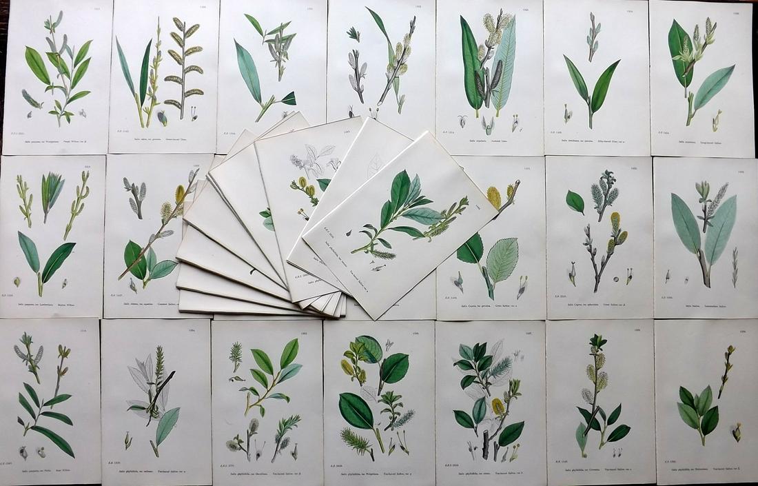 Sowerby, James 1902 Lot of 50 Hand Col Botanical Prints (1 of 10)
