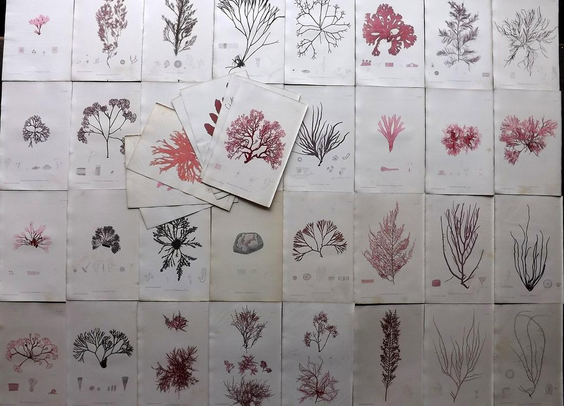 Bradbury, Henry 1859 Lot of 40 Antique Seaweed Prints (1 of 7)