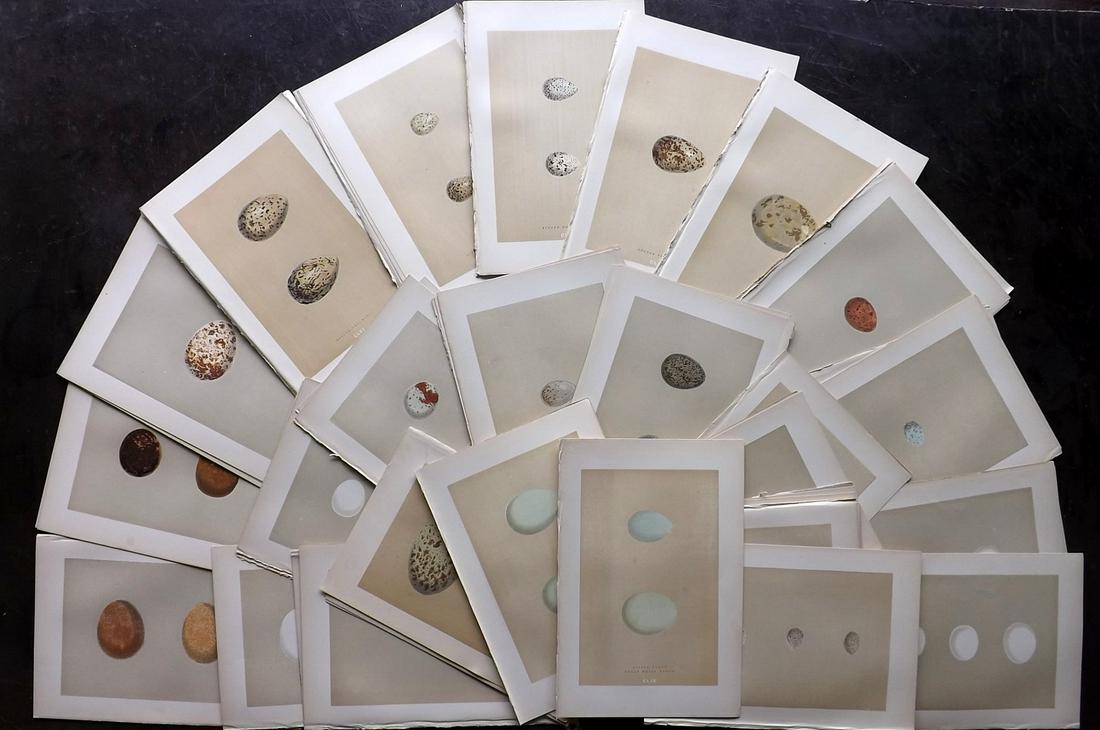 Morris, Francis 1896 Lot of 80 Antique Bird Egg Prints (1 of 9)