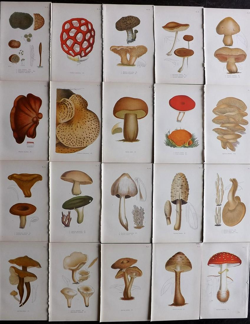 Cooke, Mordecai 1904 Lot of 20 Mushroom Prints (1 of 6)