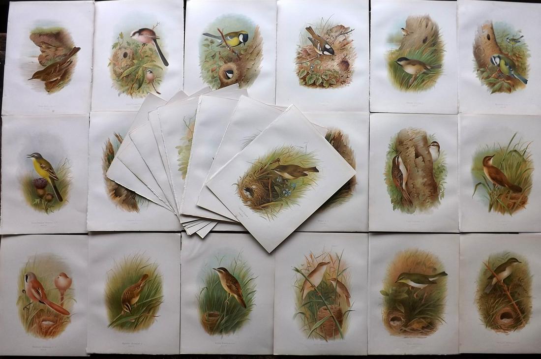 Butler, Arthur 1908 Lot of 30 Antique Bird Prints (1 of 11)