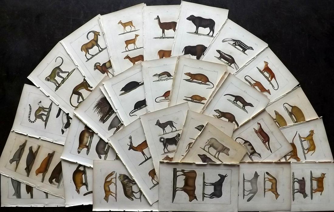Buffon & Lacepede 1820 Lot of 48 HCol Animal Prints (1 of 9)