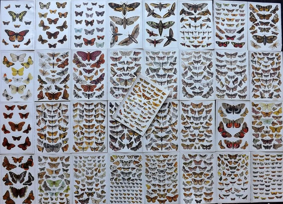 Gordon, W. J. C1900 Lot of 33 Butterfly & Moth Prints (1 of 5)