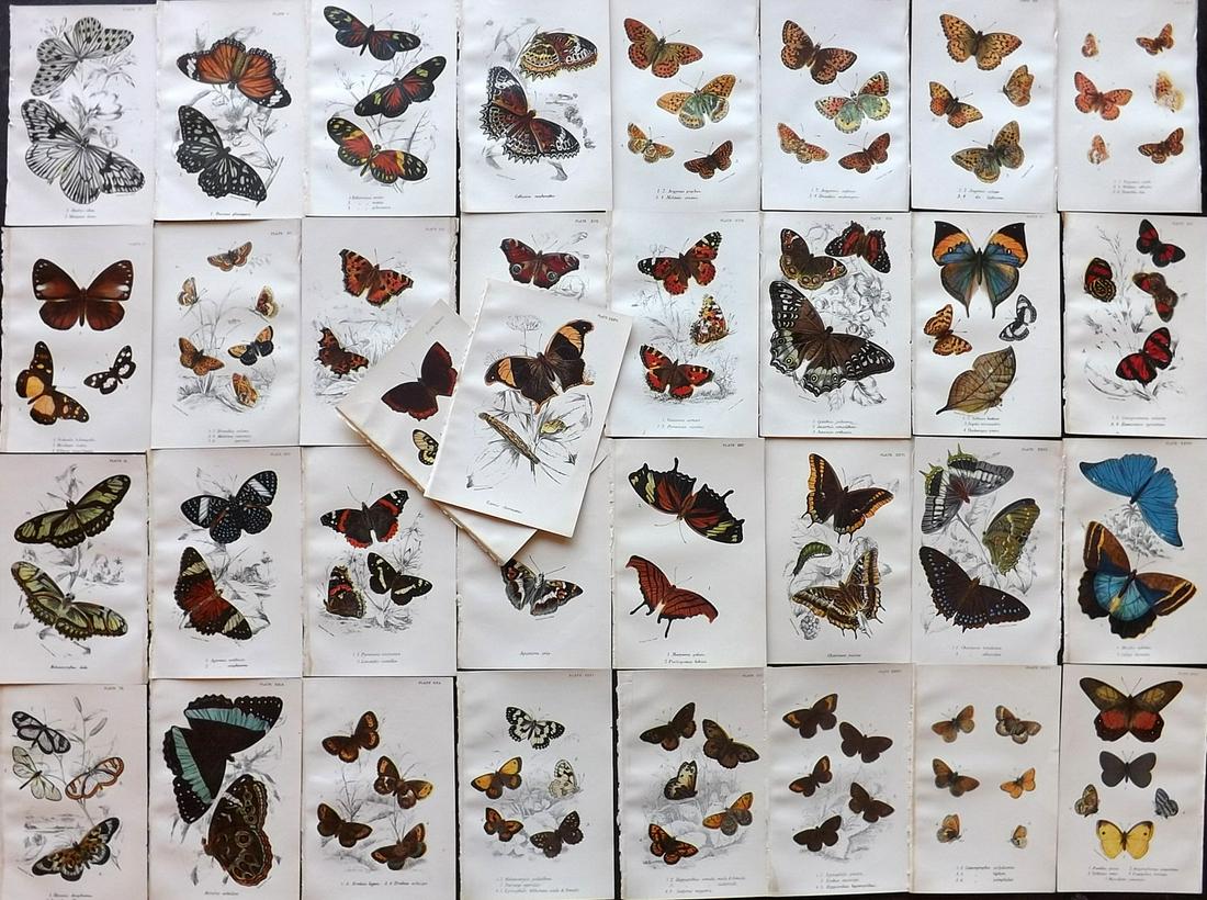 Lloyds's 1896 Lot of 34 Antique Prints. Butterflies (1 of 6)