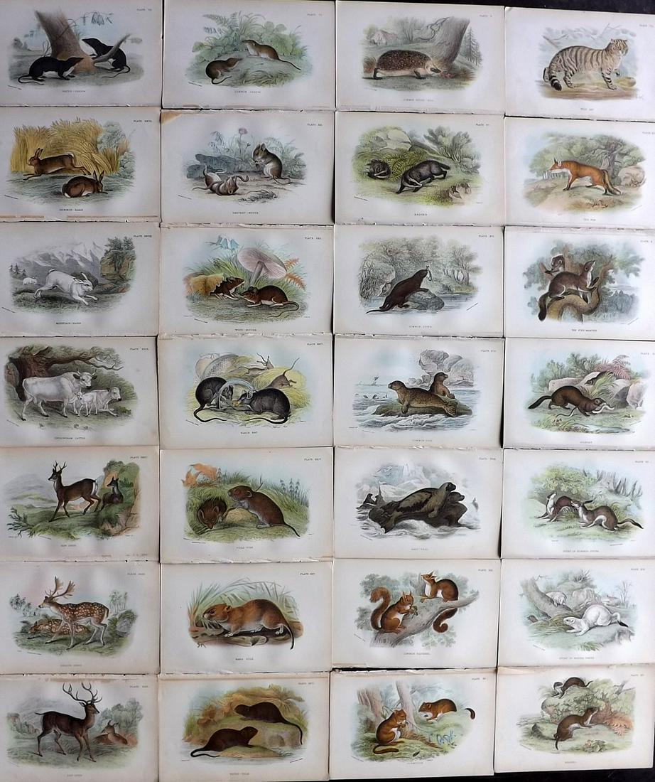 Lloyds's 1895 Lot of 28 Antique Prints. British Mammals: Chromolithographs Published 1894-97, London for "Lloyds's Natural History..." Edited by R. Bowdler Sharpe, W. F. Kirby, H. O. Forbes, R. Lydekker, and W. R. Olive-Grant. Illustrated after Keulemans, G