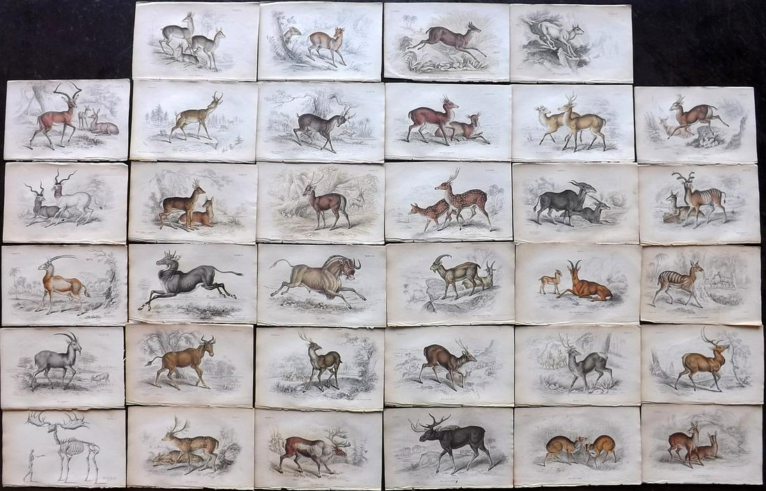 Jardine, William C1840 Lot 34 HC Prints. Deer Antelopes (1 of 7)